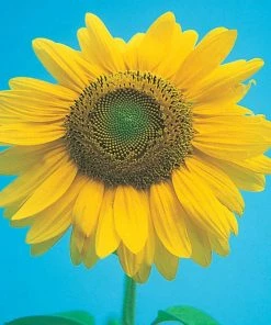 Gurney's 0.25 lb. Sunflower Mammoth Gray Stripe Seed Packet