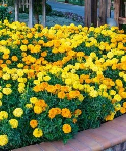 Gurney's Marigold Inca II Seed Mixture (40 Seed Packet)
