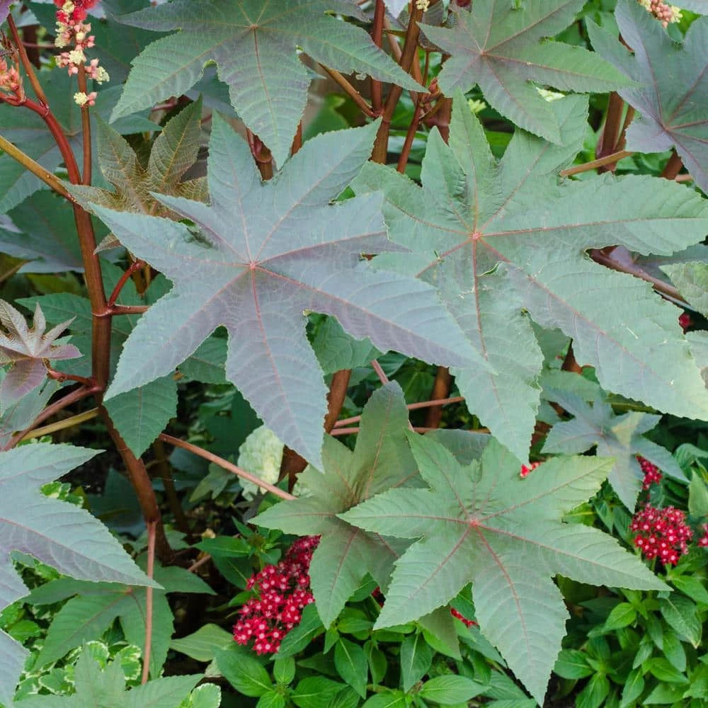 Gurney's Castor Beans (10 Seed Packet) - Image 3