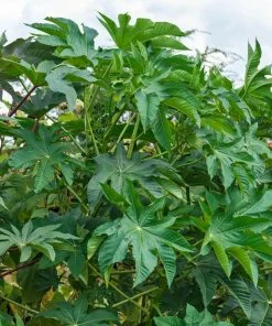 Gurney's Castor Beans (10 Seed Packet)