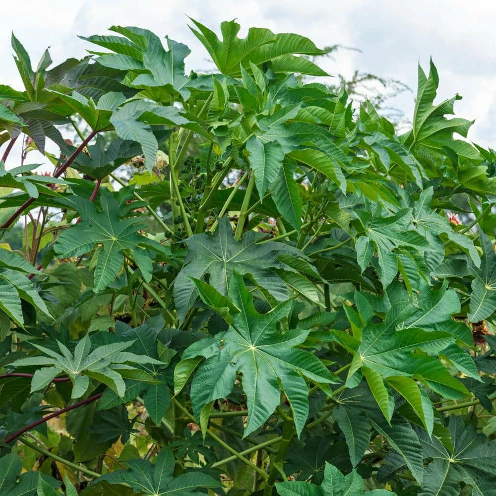 Gurney's Castor Beans (10 Seed Packet)