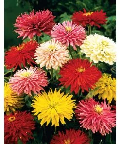 Gurney's Zinnia State Fair, Multi Color Flowers (60 Seed Packet)