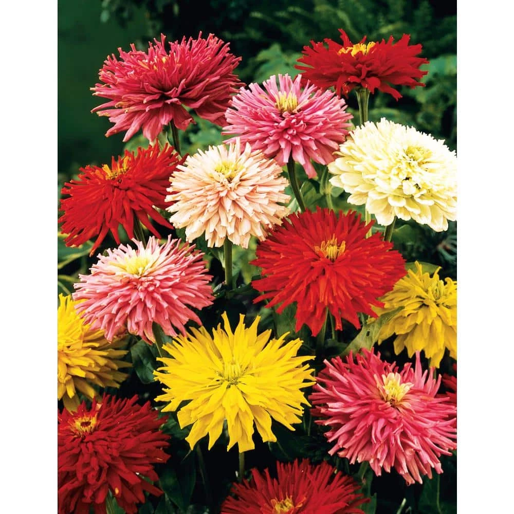 Gurney's Zinnia State Fair, Multi Color Flowers (60 Seed Packet)