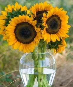 Gurney's Procut Orange Hybrid Sunflower Seeds (25-Seed Packet)