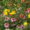 Gurney's Honey Bee Attractor Flowering Seed Mixture (300 Seed Packet)