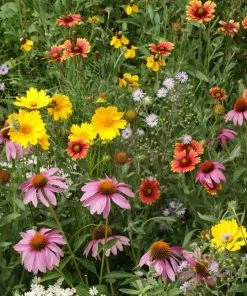 Gurney's Honey Bee Attractor Flowering Seed Mixture (300 Seed Packet)