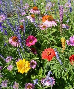 Gurney's Bumblebee Buffet Flowering Seed Mixture (300-Seed Packet)