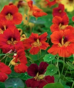 Gurney's Nasturtium Dwarf Compact Mixture, Orange, Red and Yellow Flowers (50 Seed Packet)