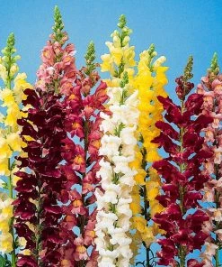 Gurney's Snapdragon Rocket Hybrid Flowering Seed Mixture (100 Seed Packet)