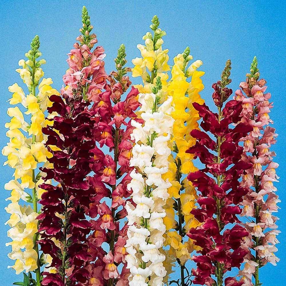 Gurney's Snapdragon Rocket Hybrid Flowering Seed Mixture (100 Seed Packet)