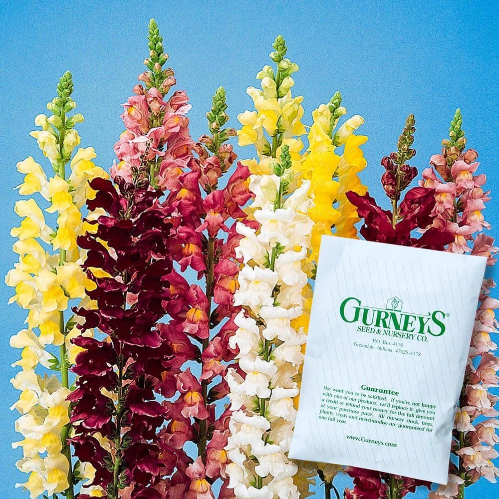 Gurney's Snapdragon Rocket Hybrid Flowering Seed Mixture (100 Seed Packet) - Image 2