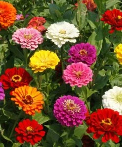 Gurney's California Giants Zinnia Flowering Seed Mixture (75-Seed Packet)