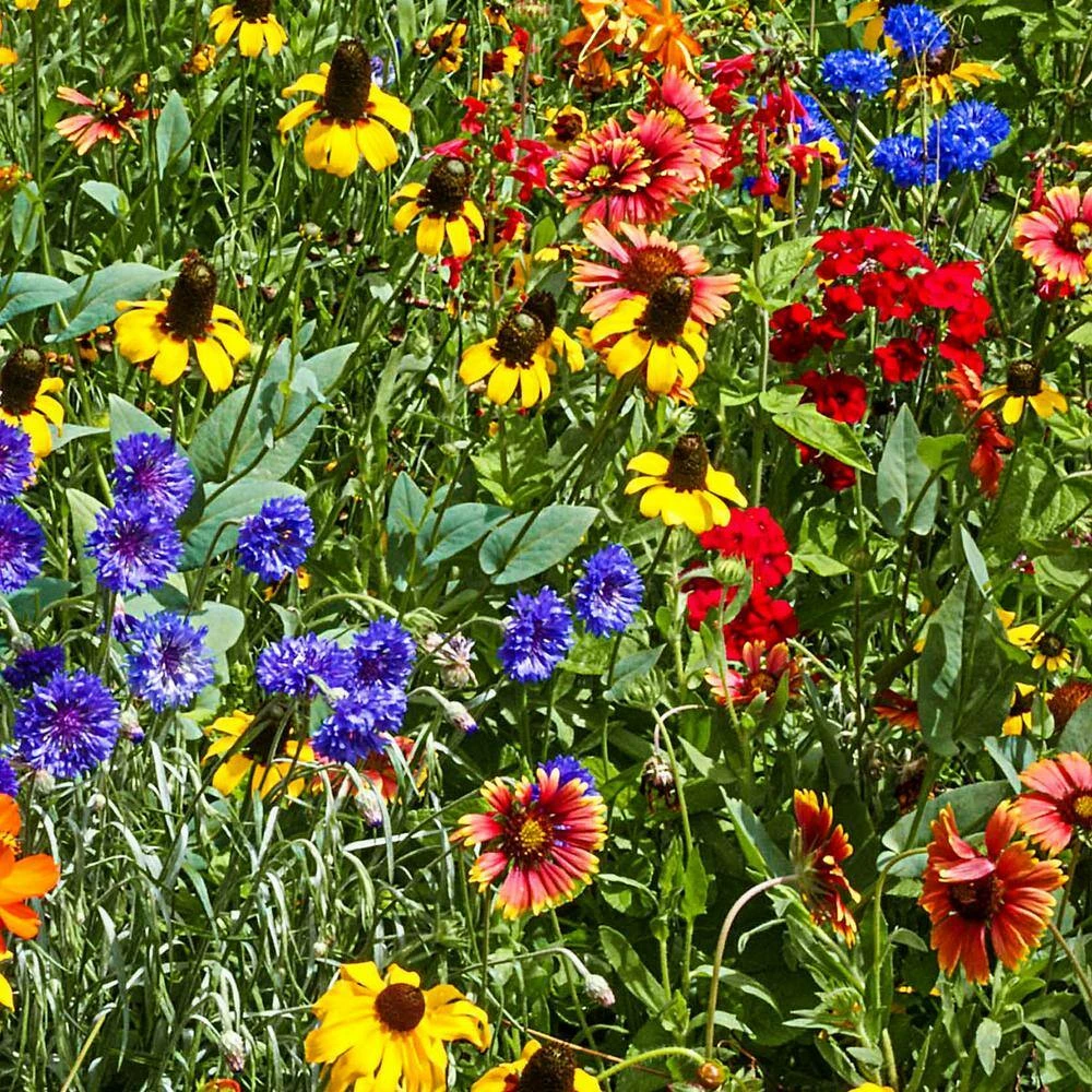 Gurney's Southeast Wildflower Seed Mixture (300-Seed Packet) - Image 2