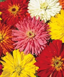 Gurney's Cactus Zinnia Flowering Seed Mixture (75-Seed Packet)