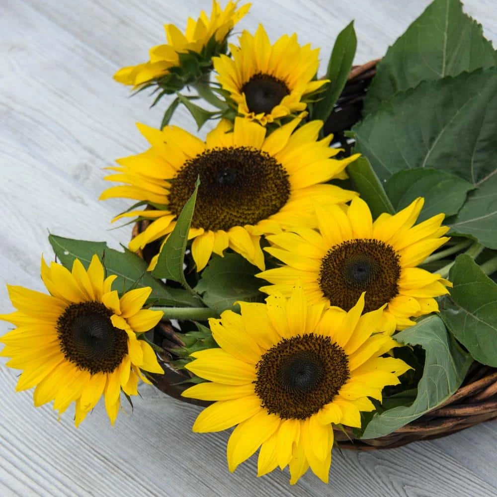 Gurney's Super Snack Sunflower Seeds (25 Seed Packet) - Image 2