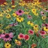 Gurney's Perennial Native Wildflower Mix, Multipler Varieties with Many Colors (0.50 oz. Seed Packet)