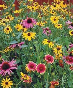 Gurney's Perennial Native Wildflower Mix, Multipler Varieties with Many Colors (0.50 oz. Seed Packet)
