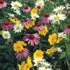 Gurney's Shade Loving Wildflower Seed Mixture (0.5 oz. Seed Packet)