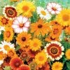 Gurney's Sun Loving Flowering Seed Mixture (150-Seed Packet)