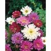 Gurney's Cosmos Double Click, Red, Pink and White Flowers (30 Seed Packet)