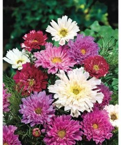 Gurney's Cosmos Double Click, Red, Pink and White Flowers (30 Seed Packet)