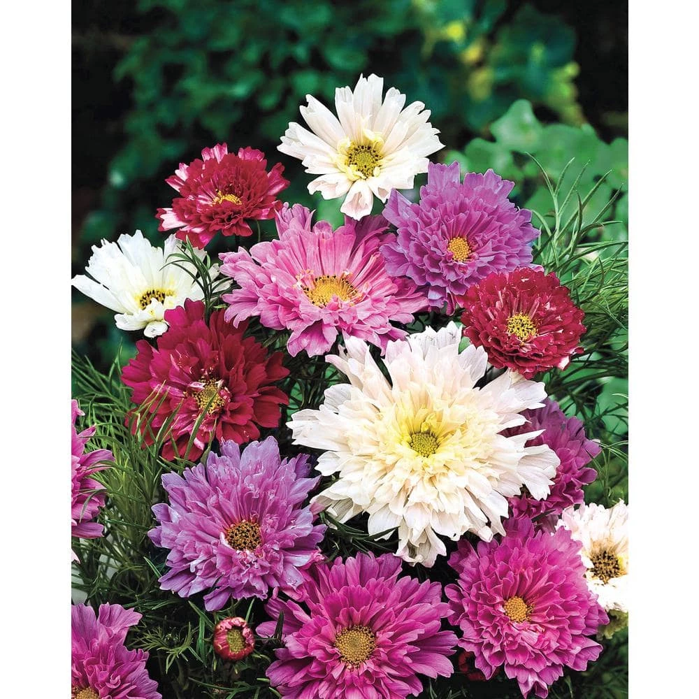 Gurney's Cosmos Double Click, Red, Pink and White Flowers (30 Seed Packet)