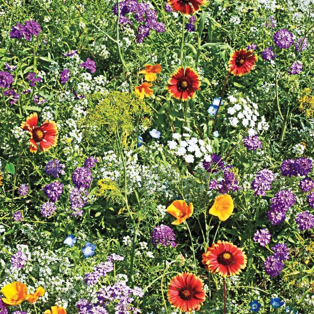 Gurney's Beneficial Bug Attractors Wildflower Seed Mixture (300 Seed Packet)
