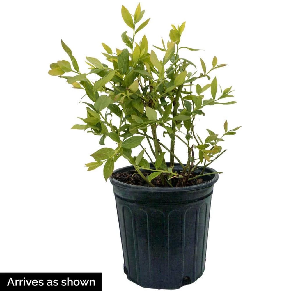 Gurney's 1 Gal. Legacy Blueberry (Vaccinium) Live Fruiting Plant White Flowers with Green Foliage - Image 3