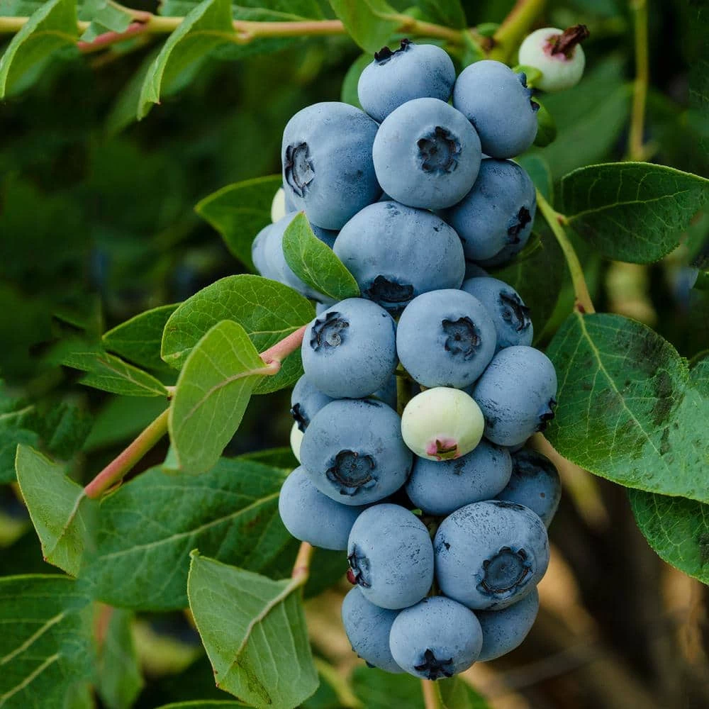 Gurney's 1 Gal. Legacy Blueberry (Vaccinium) Live Fruiting Plant White Flowers with Green Foliage