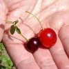 Gurney's 4 in. Pot Wowza! Dwarf Cherry Prunus, Live Potted Fruiting Tree (1-Pack)