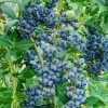 Gurney's 4 in. Pot Echo Blueberry (Vaccinium) Live Deciduous Fruiting Plant