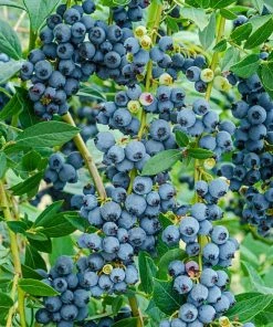 Gurney's 4 in. Pot Echo Blueberry (Vaccinium) Live Deciduous Fruiting Plant