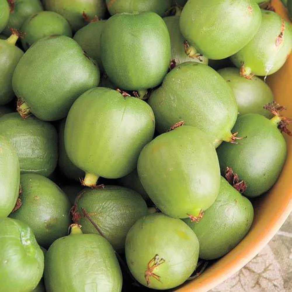 Gurney's 4 in. Pot, Hardy Male Kiwi (Actinidia) Vine, Live Potted Flowering Vining Plant (1-Pack)