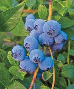 Gurney's Biloxi Blueberry (Vaccinium, )2.50 qt. Live Fruiting Plant Grown in a Pot (1-Pack)