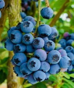 Gurney's Reka Blueberry (Vaccinium), 2.50 qt. Live Fruiting Plant Grown in a Pot (1-Pack)