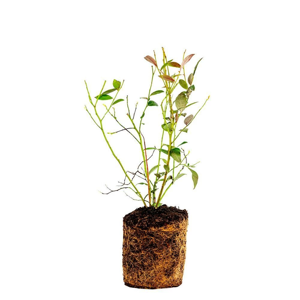 Gurney's Reka Blueberry (Vaccinium), 2.50 qt. Live Fruiting Plant Grown in a Pot (1-Pack) - Image 2