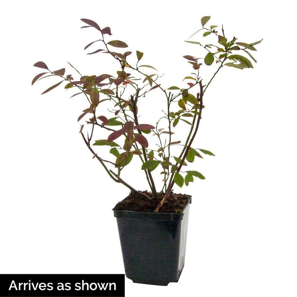 Gurney's 4 in. Pot Tophat Blueberry Vaccinium, Live Potted Fruiting Plant (1-Pack) - Image 3