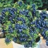 Gurney's 4 in. Pot Tophat Blueberry Vaccinium, Live Potted Fruiting Plant (1-Pack)