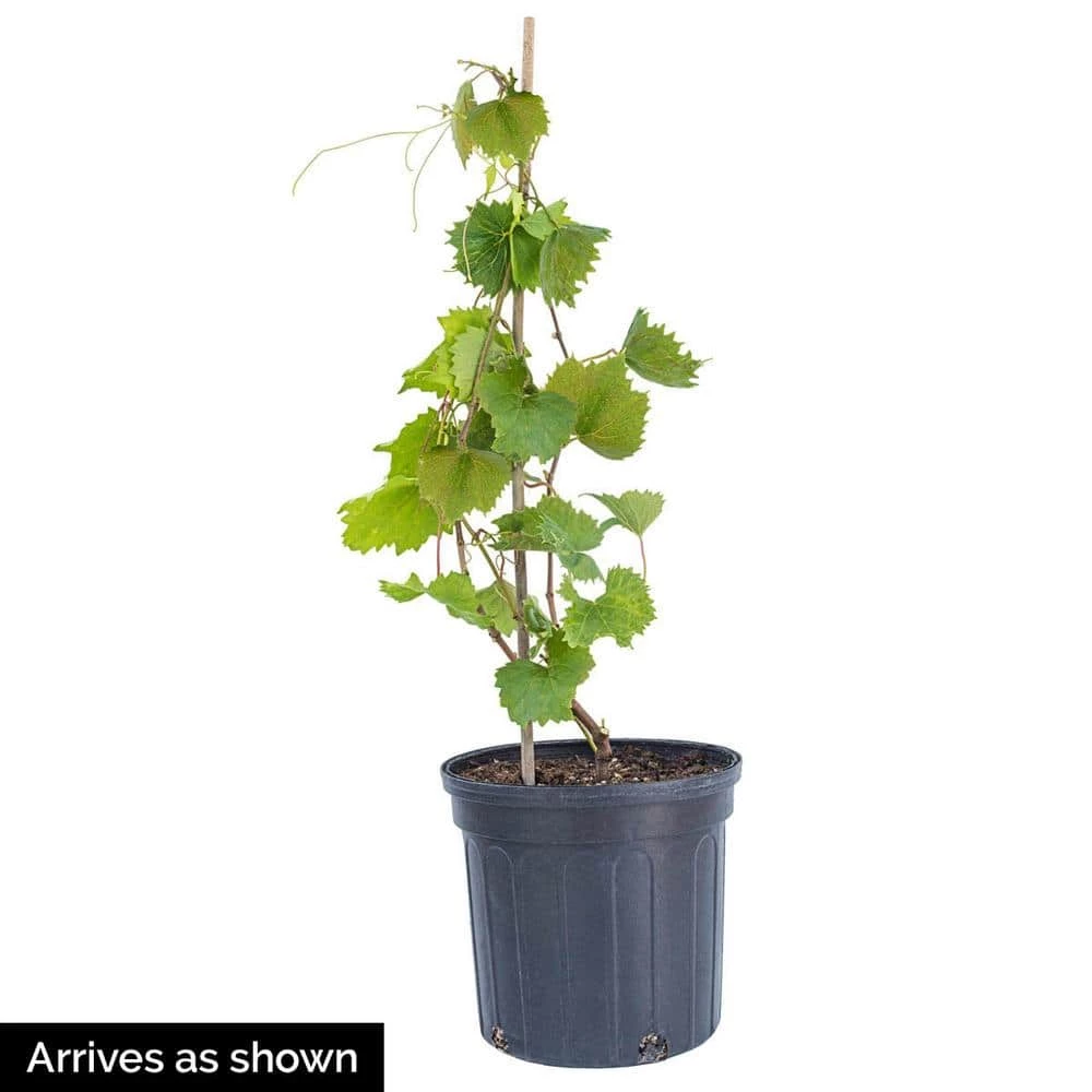 Gurney's 2.50 Qt. RazzMatazz Muscadine Grape (Vitis), Live Deciduous Plant, Seedless Grape Vine (1-Pack) - Image 5