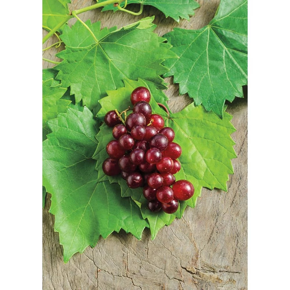 Gurney's 2.50 Qt. RazzMatazz Muscadine Grape (Vitis), Live Deciduous Plant, Seedless Grape Vine (1-Pack)