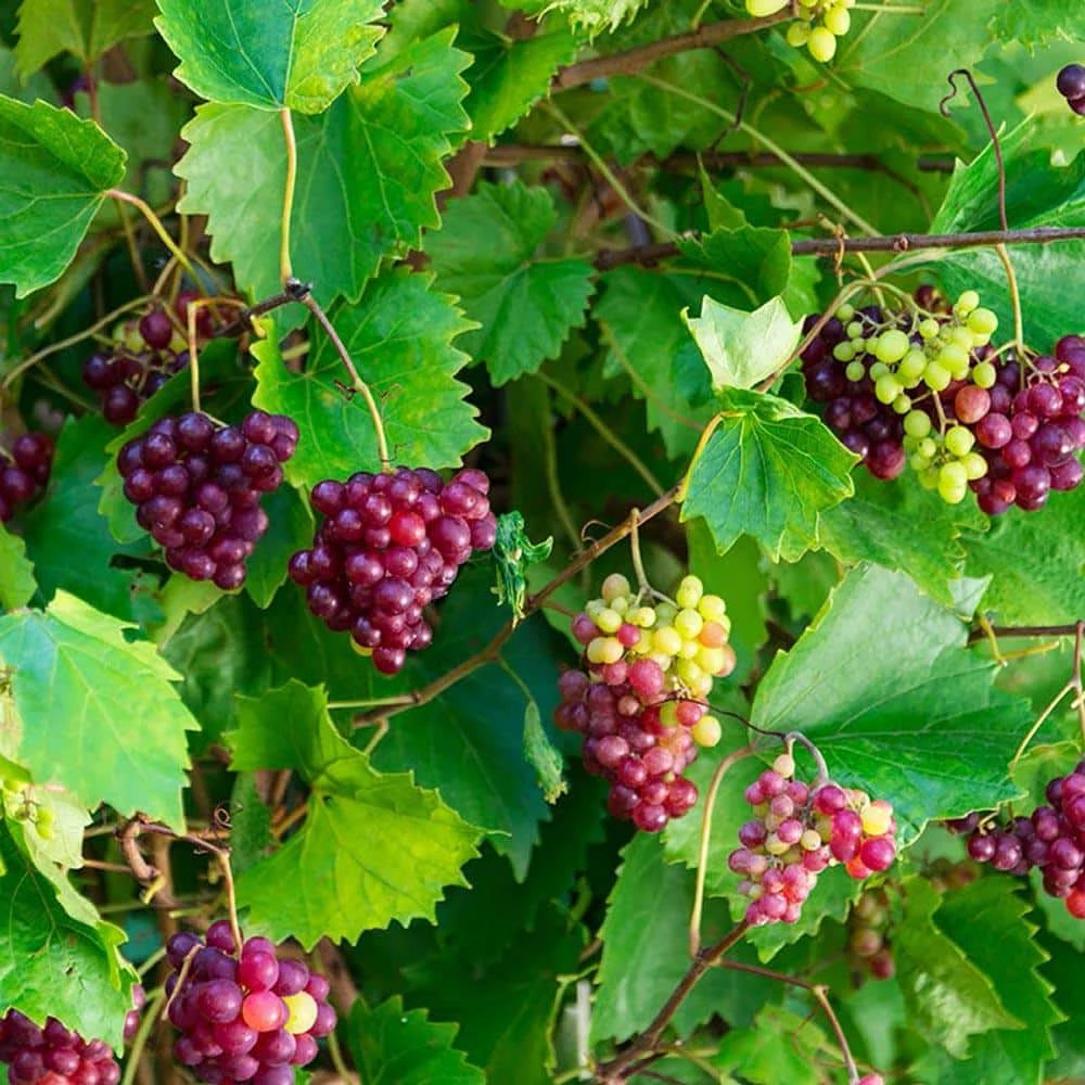 Gurney's 2.50 Qt. RazzMatazz Muscadine Grape (Vitis), Live Deciduous Plant, Seedless Grape Vine (1-Pack) - Image 2