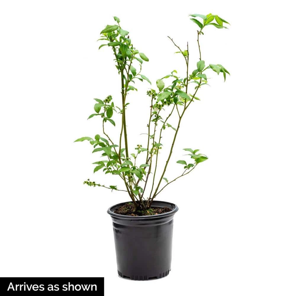Gurney's 2.5 Qt. Northland Blueberry (Vaccinium) Live Deciduous Fruiting Plant Grown in a Pot - Image 4