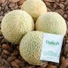 Gurney's Melon Sugar Cube Hybrid (10 Seed Packet)