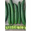 Gurney's Cucumber Tasty Green Hybrid (25 Seed Packet)