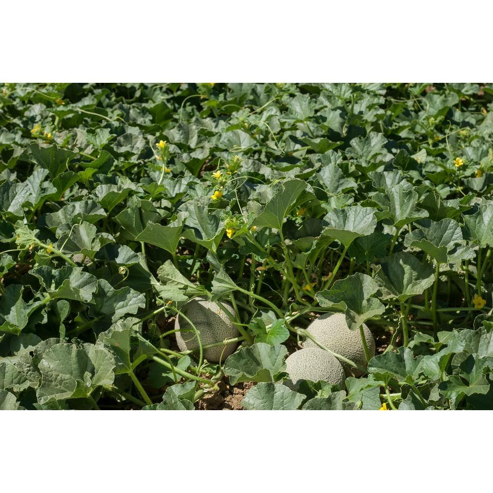 Gurney's Cantaloupe Athena Hybrid (25 Seed Packet) - Image 4