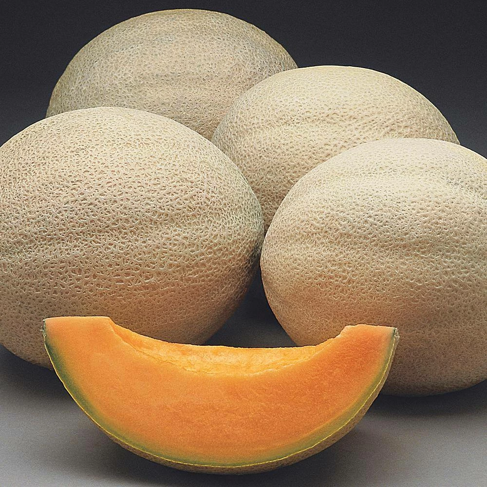 Gurney's Cantaloupe Athena Hybrid (25 Seed Packet) - Image 2