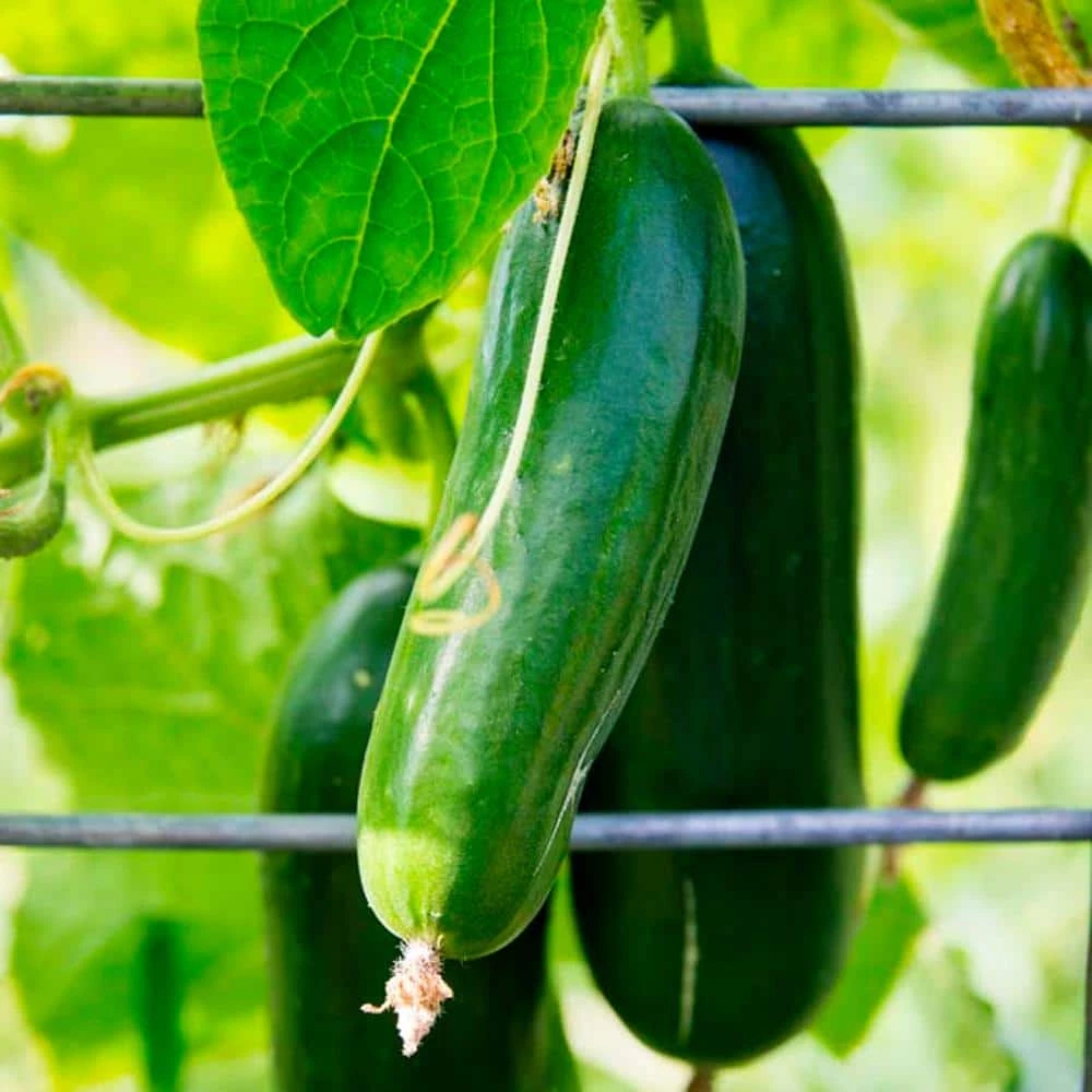 Gurney's Cucumber Slicing Americana Hybrid (20 Seed Packet) - Image 3