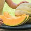 Gurney's Melon El Gordo Hybrid Vegetable Seeds (10 Seed Packet)
