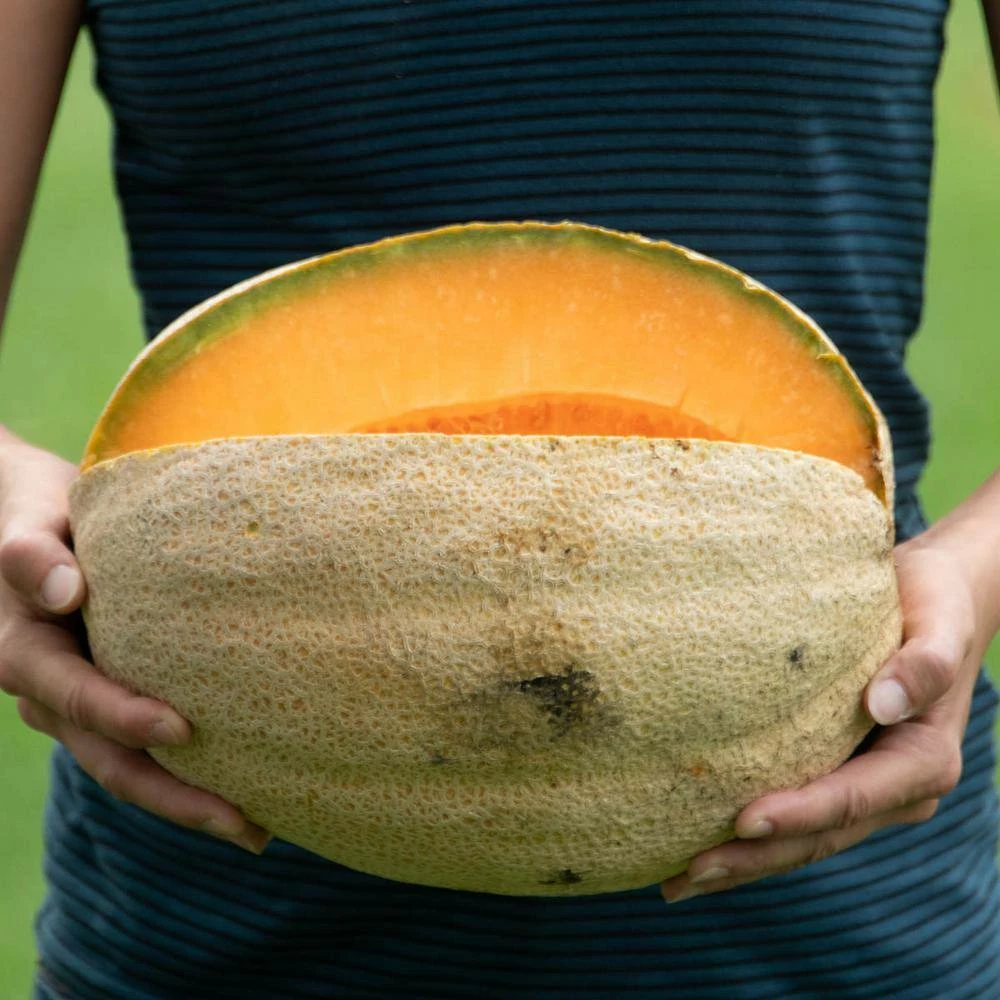 Gurney's Cantaloupe Giant Improved Hybrid Vegetable Seeds (20 Seed Packet) - Image 3
