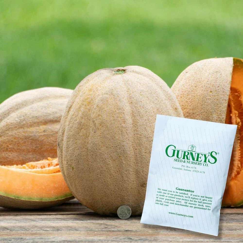 Gurney's Cantaloupe Giant Improved Hybrid Vegetable Seeds (20 Seed Packet) - Image 2
